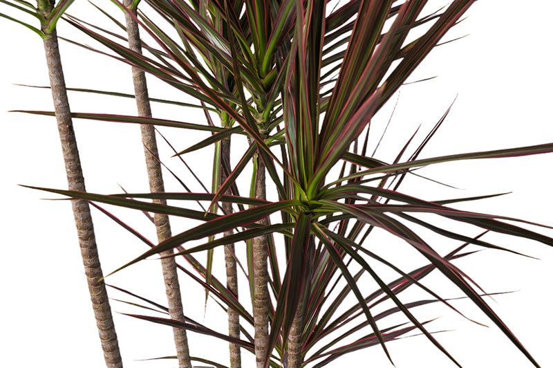 Dracena Tricolour (Dracaena Colorama)