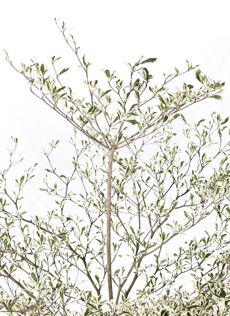 African Talisay (Terminalia mantaly)
