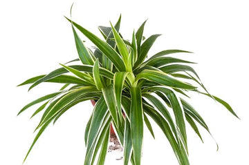 Chlorophytum spiderplant (Spider Plant)