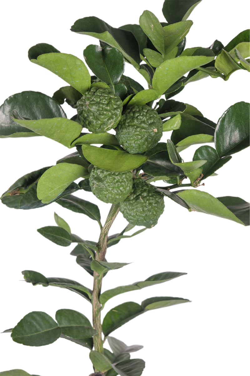 Grafted Kaffir Lime Tree