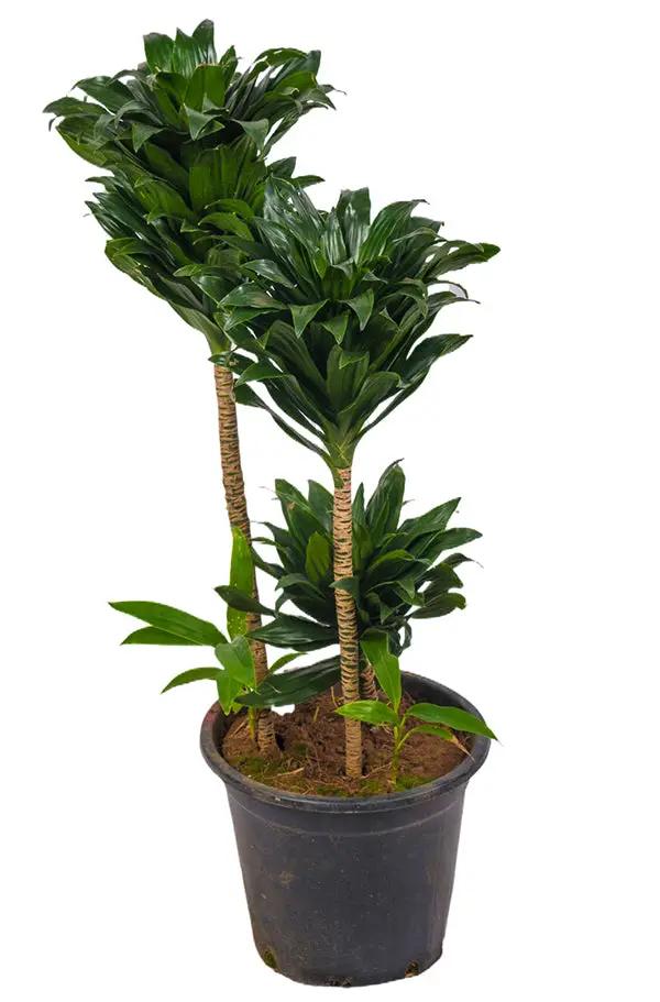 Dracaena Compacta