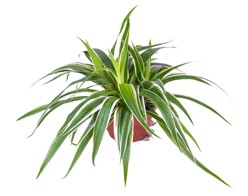 Chlorophytum spiderplant (Spider Plant)