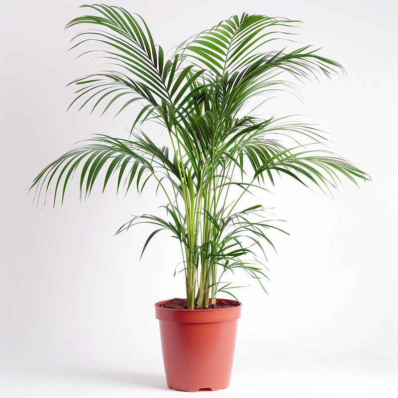 Areca palm