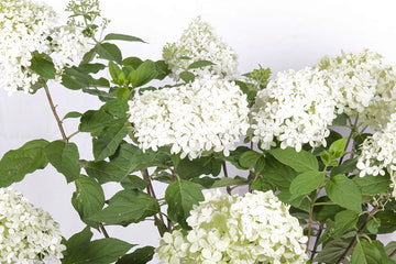 Hydrangea macrophylla (Petrea volubilis)