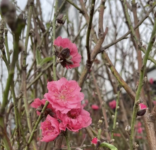 Peach Blossom (Cut Flowers)