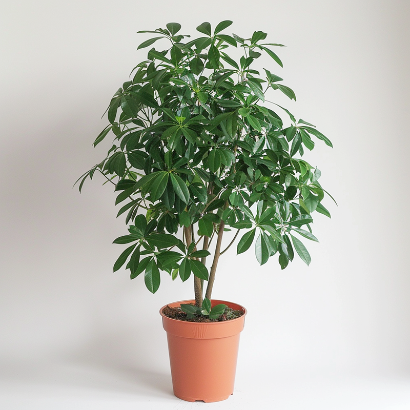 Dwarf Umbrella Tree