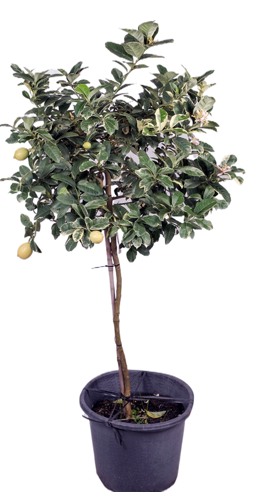 Grafted Variegated Lemon Tree