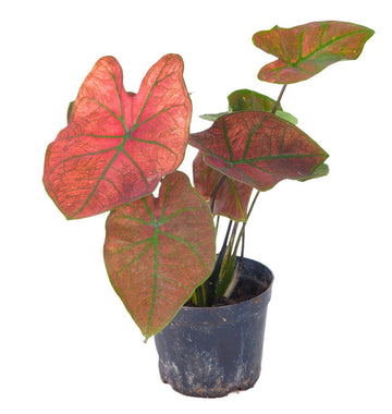 Caladium bicolor （Heart of Jesus plant）