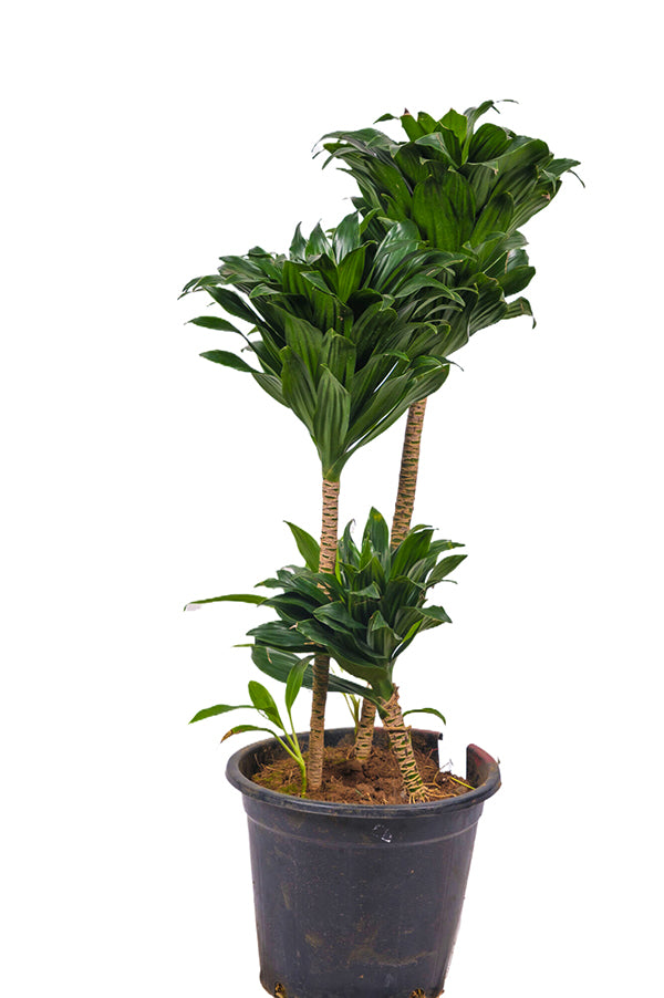 Dracaena Compacta