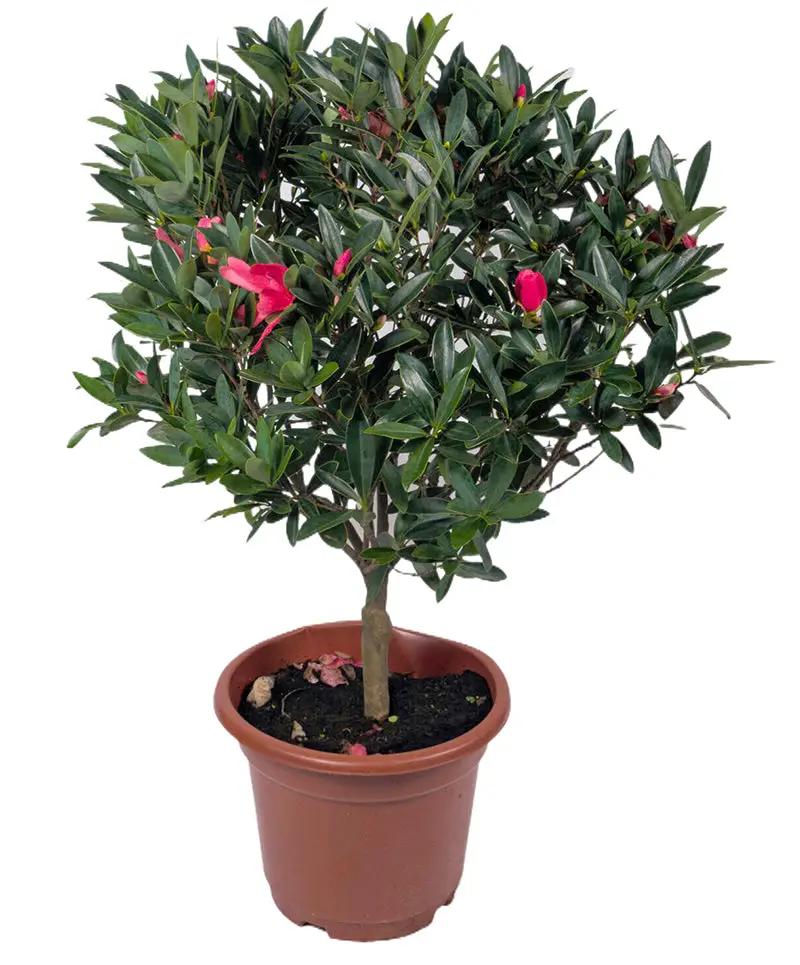 Camellia azalea