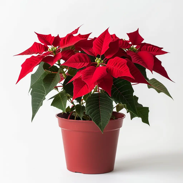 Poinsettia