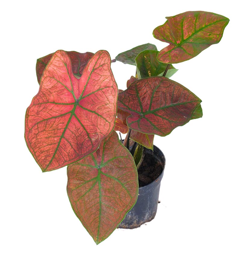 Caladium bicolor （Heart of Jesus plant）