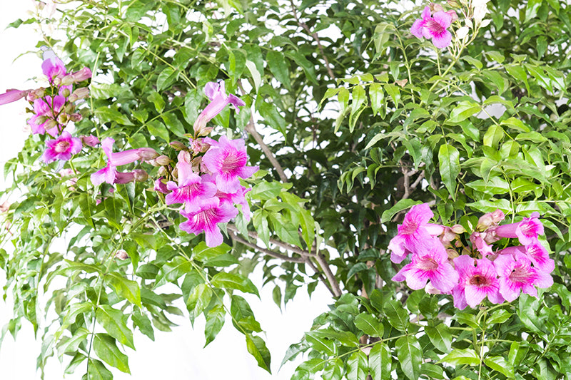 Podranea ricasoliana (Pink Trumpet Vine)