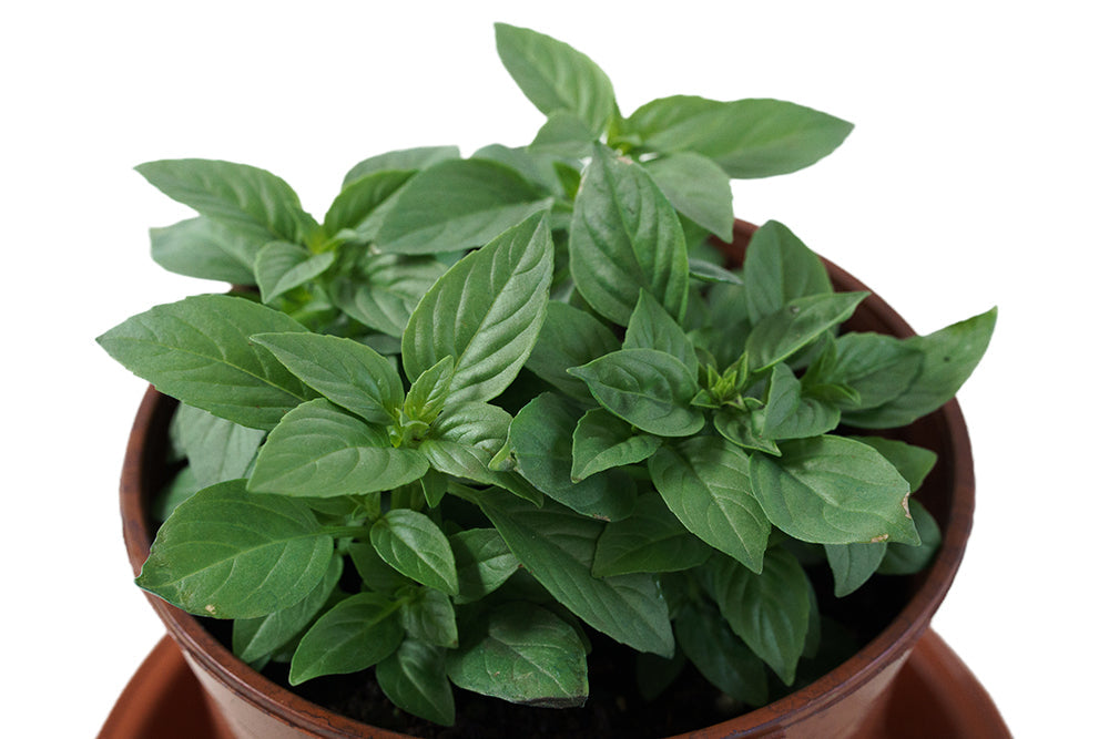 Thai Basil Garden Plus