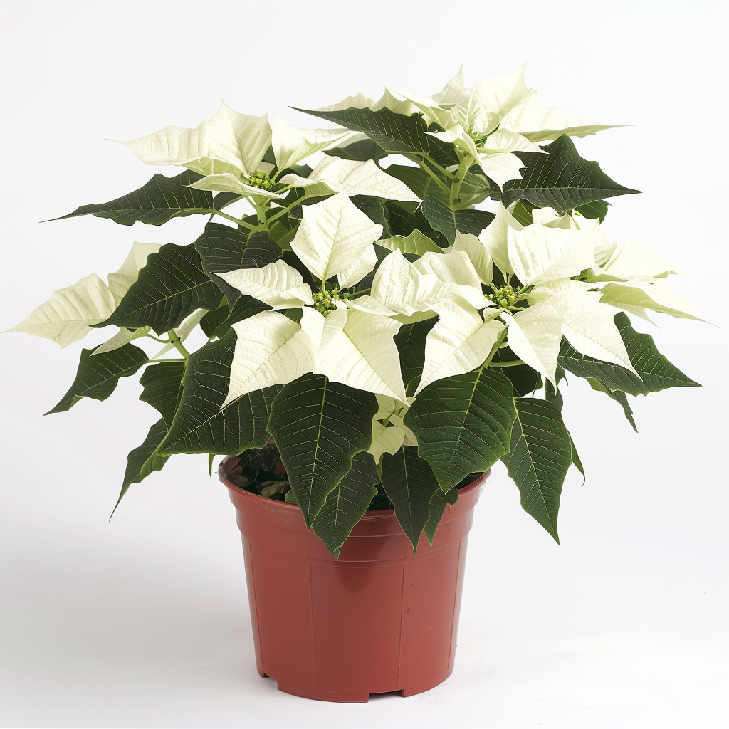 Poinsettia