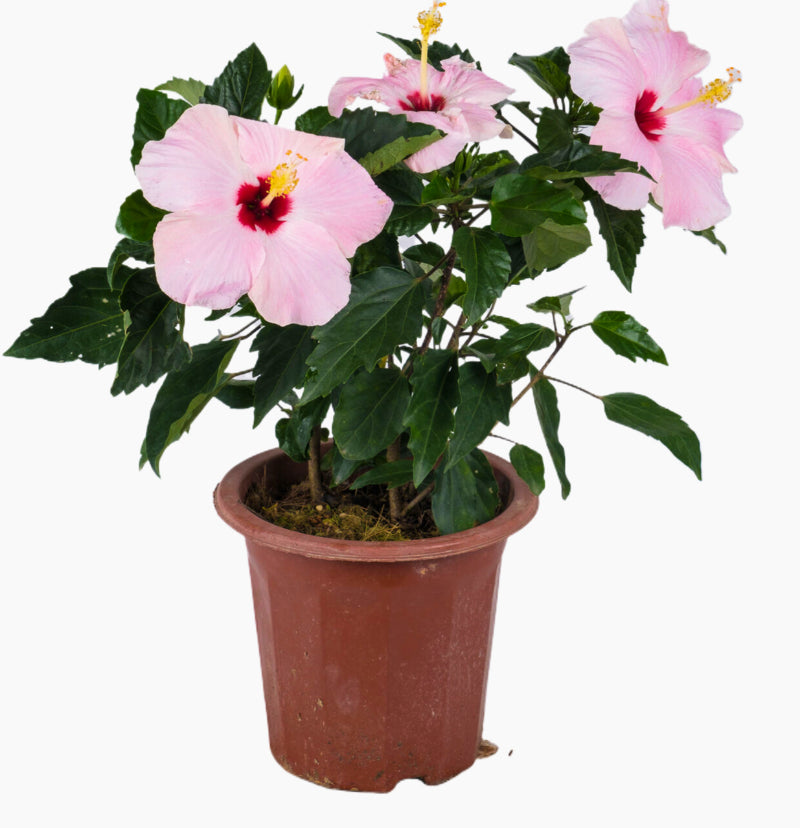 Hibiscus