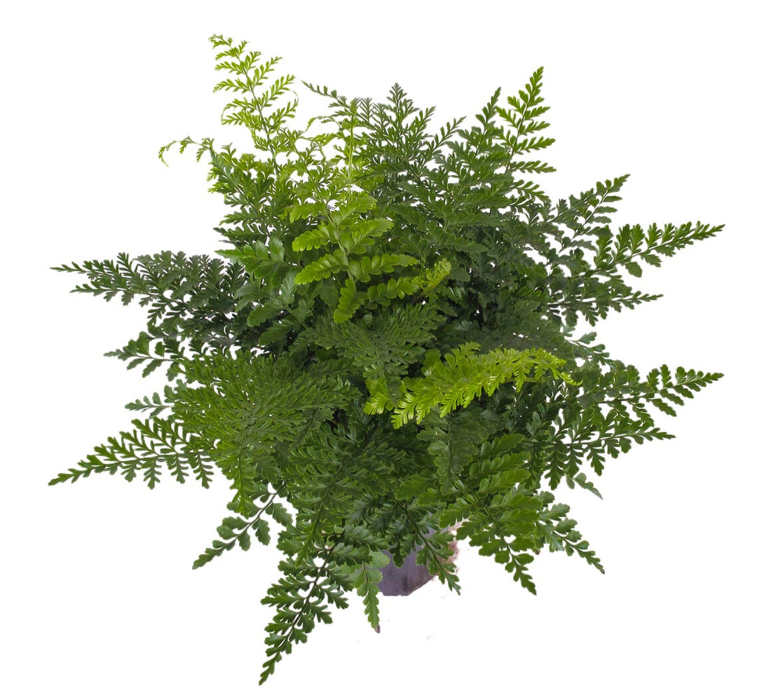 Asplenium balearicum Shivas (Shivas Fern)