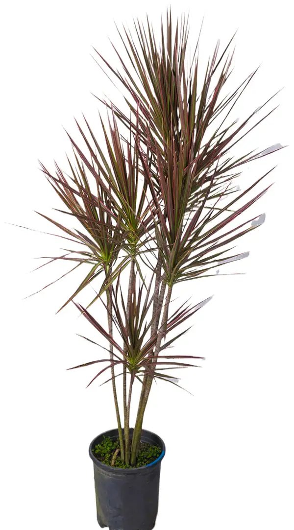 Dracena Tricolour (Dracaena Colorama)