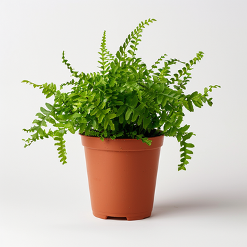 Boston Fern