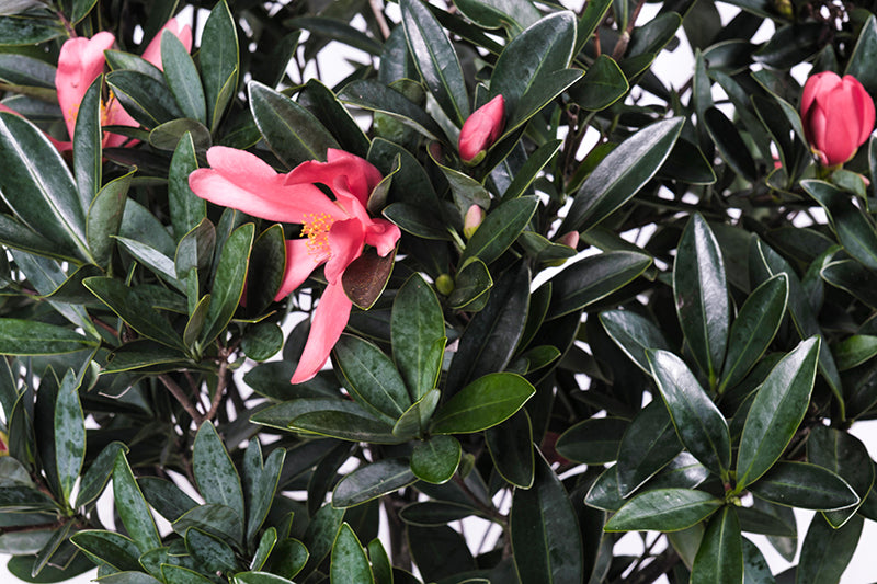 Camellia azalea