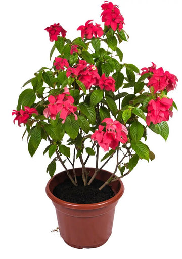 Mussaenda erythrophylla (Red Flag Bush)