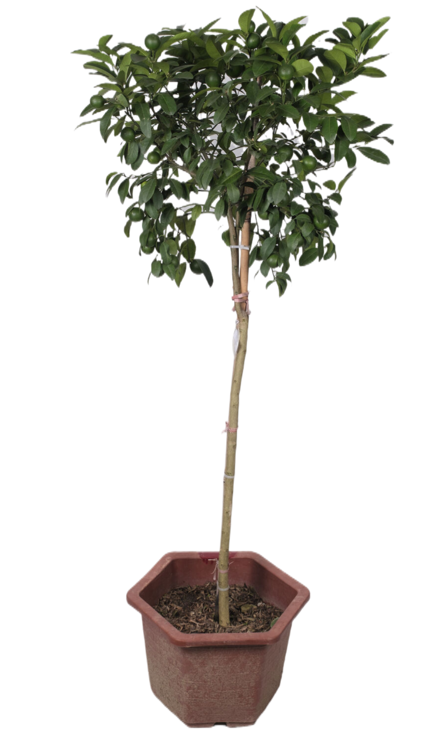 Grafted Green Lime Tree