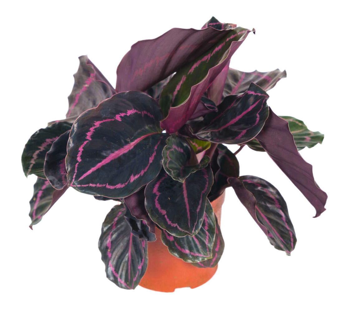 Calathea Roseopicta Dottie