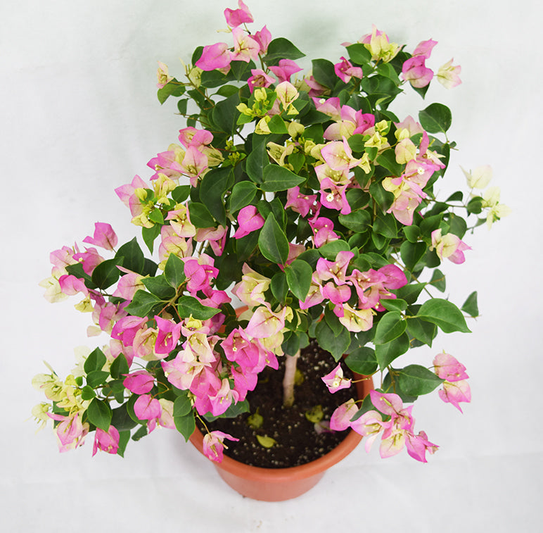 Pink Mixed White Bougainvillea Garden Plus