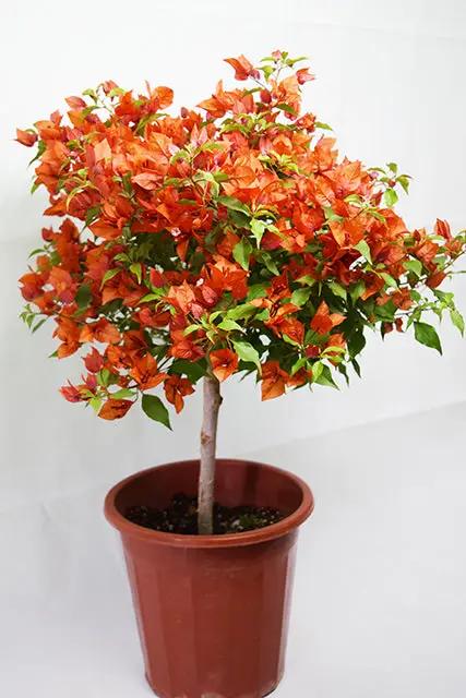 Orange Bougainvillea Garden Plus