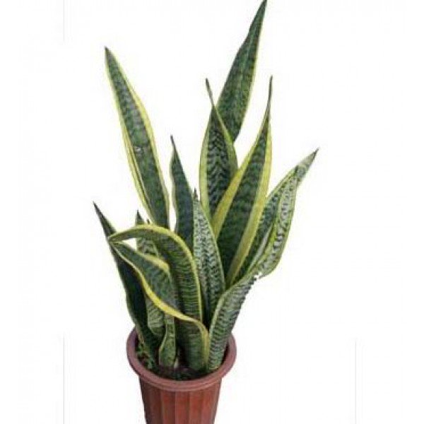 Snake Plant Garden Plus