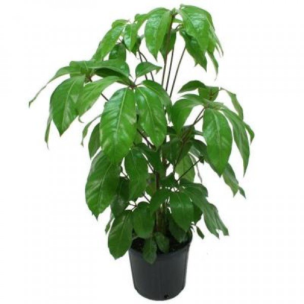 Schefflera Amate Garden Plus