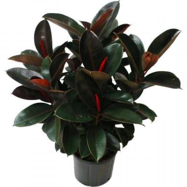 Burgundy rubber plant Garden Plus