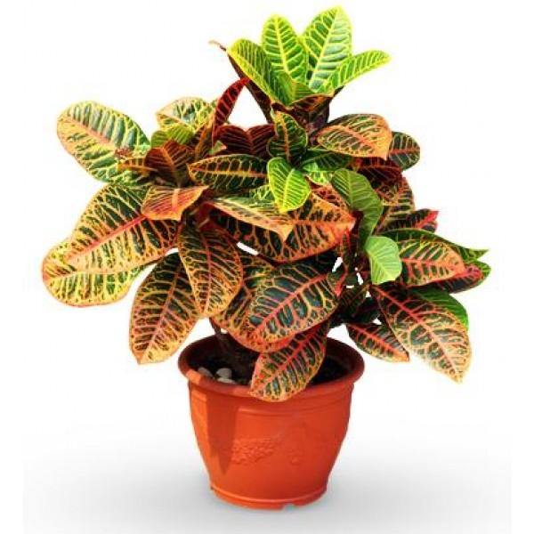 Croton Petra Garden Plus