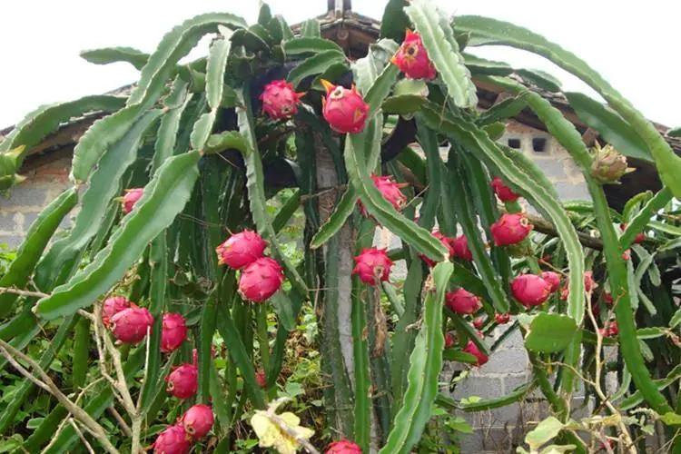 Dragon Fruit Garden Plus