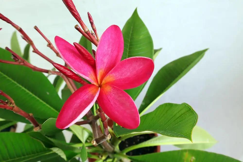 Frangipani Red Garden Plus